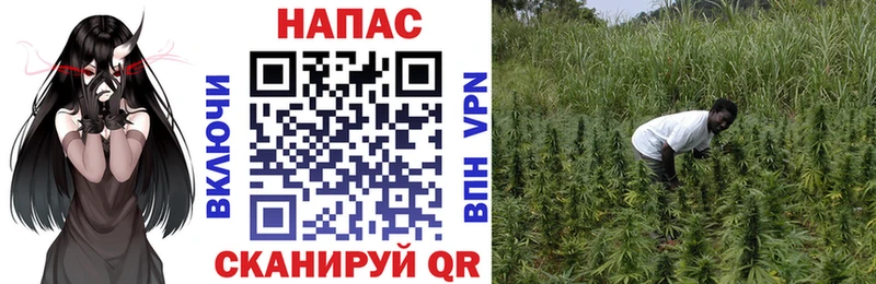 Каннабис Ganja  Невель 